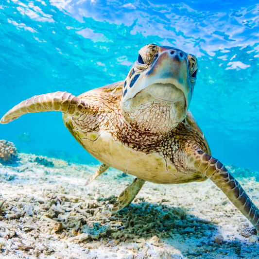 Let's make a difference this Plastic Free July!